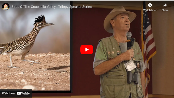 Birds of the Coachella Valley and Conservation Efforts