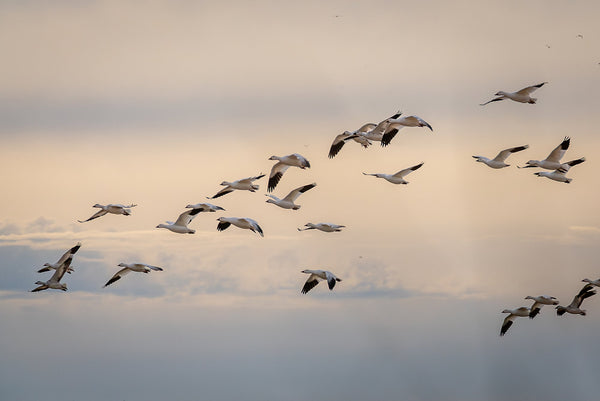 Snow Geese flying over the Salton Sea at sunset