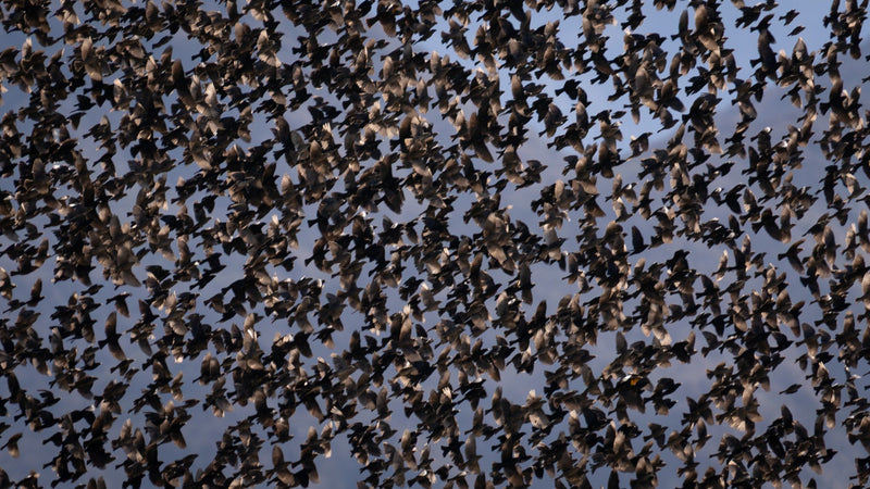 flock of starlings with the santa rosa moutains behind them in Thermal, CA