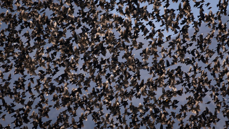 European Starling flock with the Santa Rosa Mountains behind them in Thermal, California