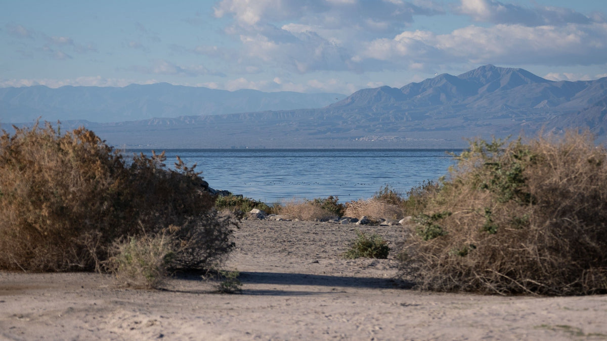 Salton Sea water and distant mountains framed by desert vegetation on a winter day. Photograph by Mark Miller.
