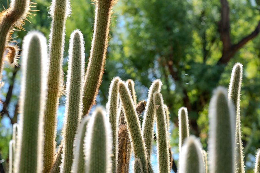 Backlit silver torch cactus at Sunnylands in Rancho Mirage, photographed by Mark Miller on October 14, 2026.