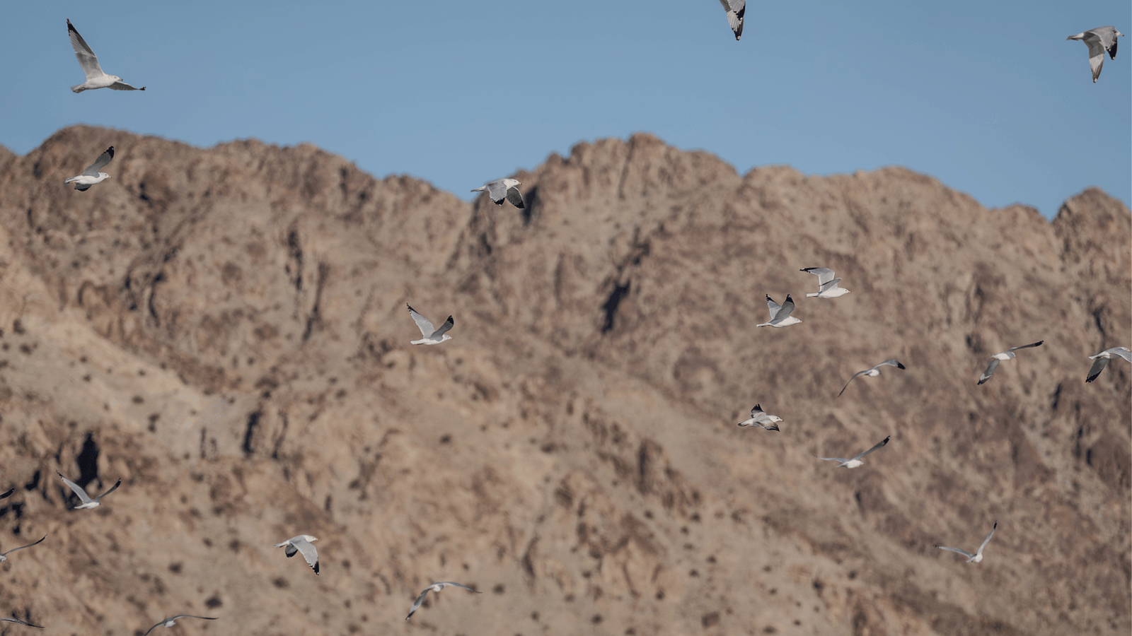 Ring-billed gulls fly at Lake Cahuilla
