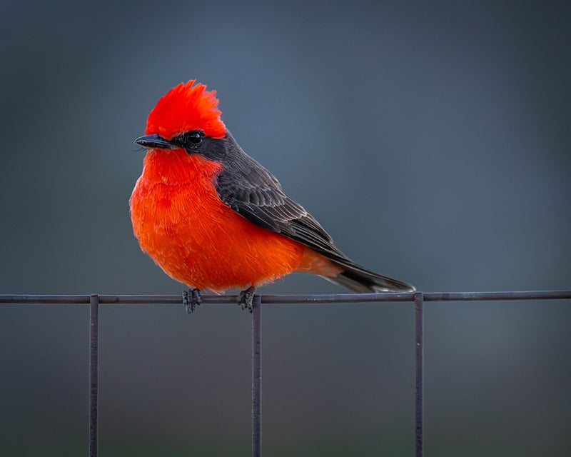 Male vermilion flycatcher perched on a wire against a soft gray background