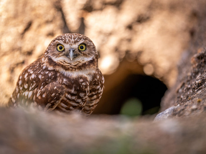 Burrowing Owl
