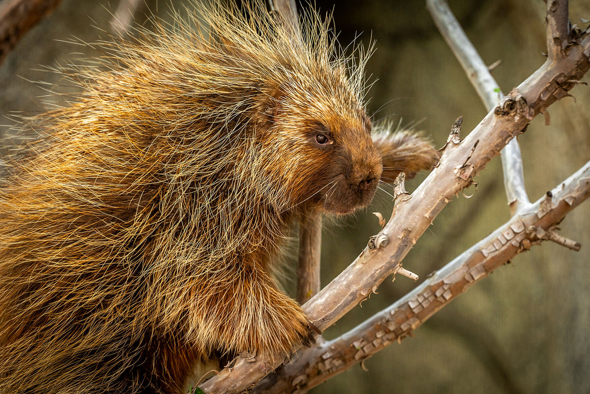 North American Porcupine