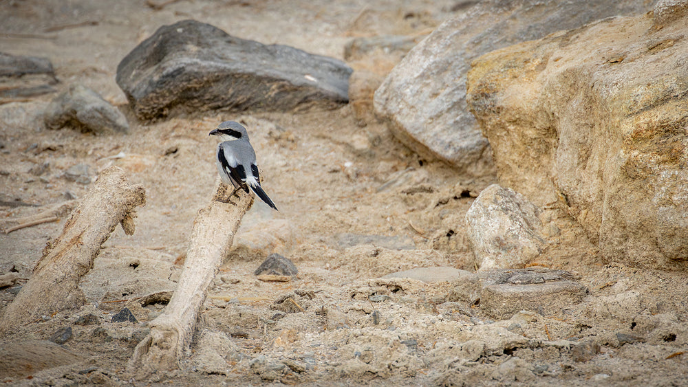 Loggerhead Shrike