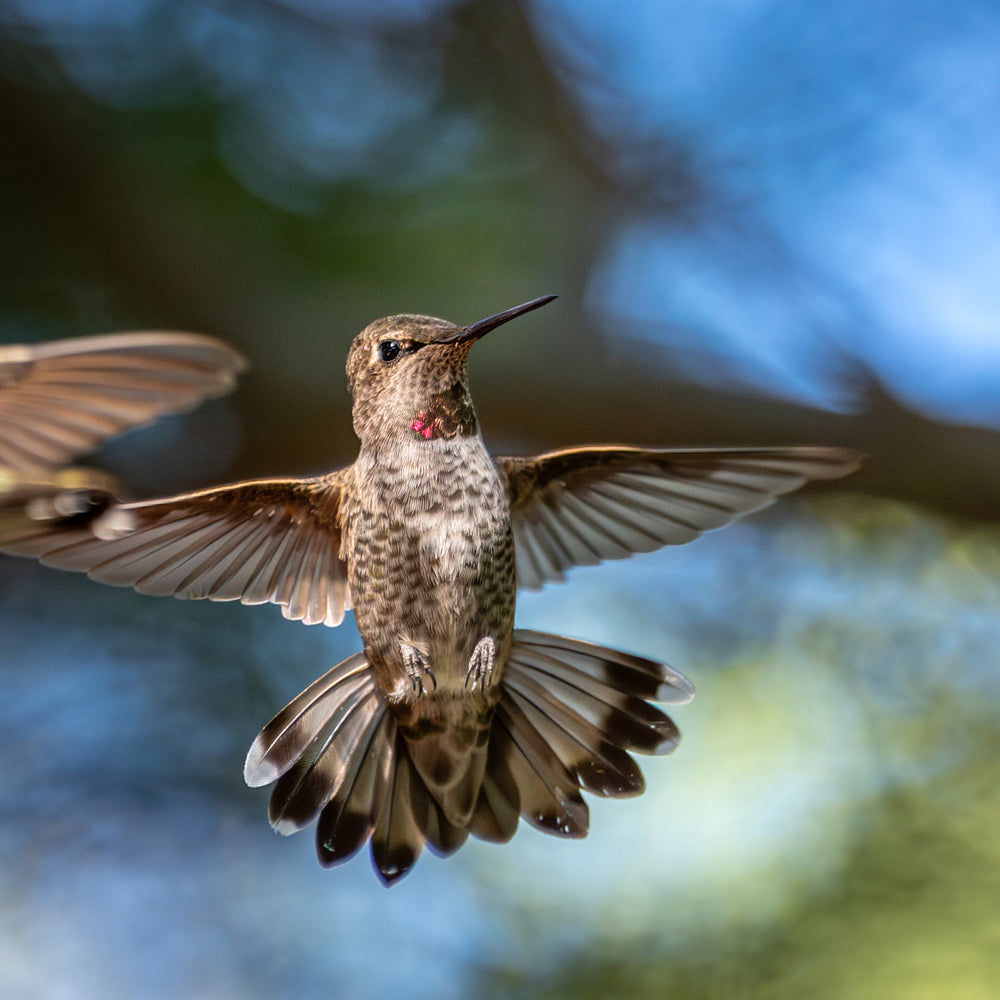 Anna’s Hummingbird