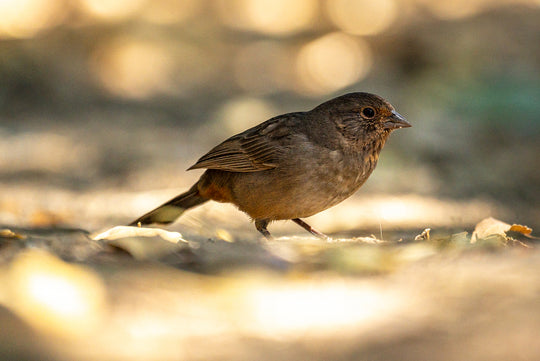 Dark-eyed Junco