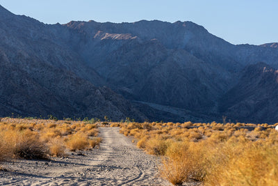 Desert path through golden shrubs leading to rugged mountain range in La Quinta, California under clear blue sky.