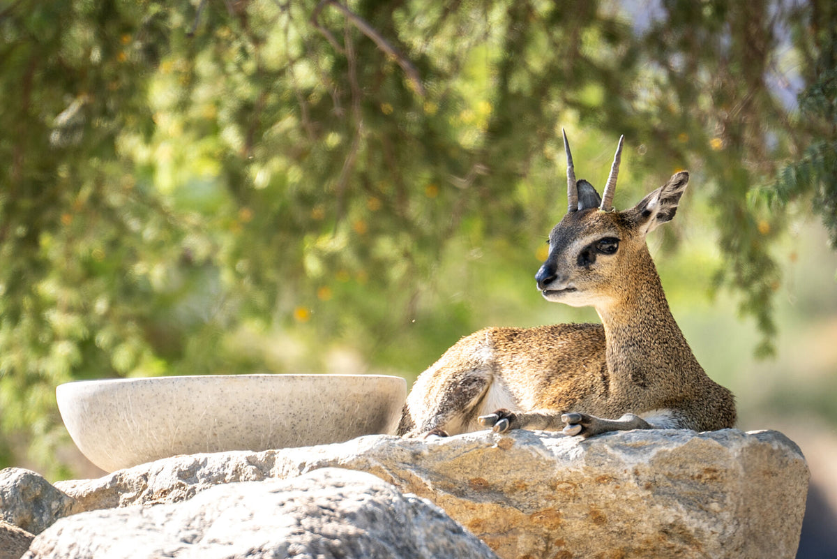 Klipspringer