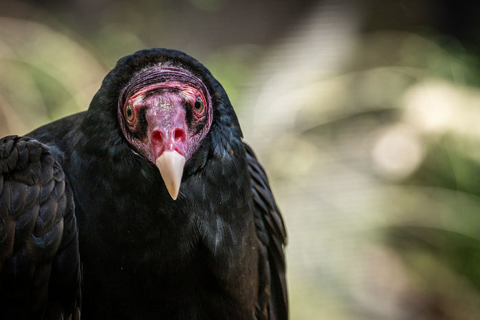Turkey Vulture