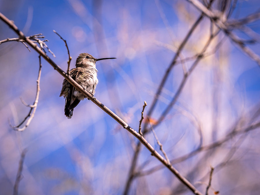 Anna’s Hummingbird