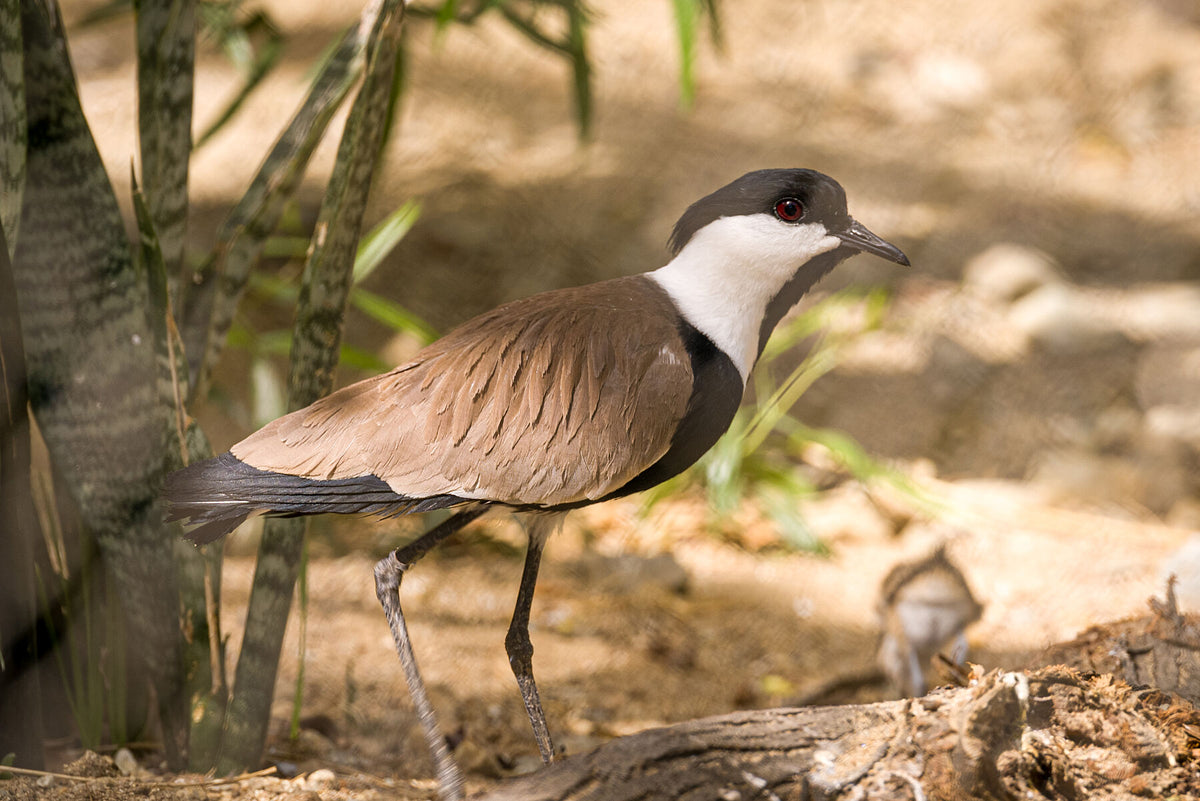 Spur-winged Lapwing