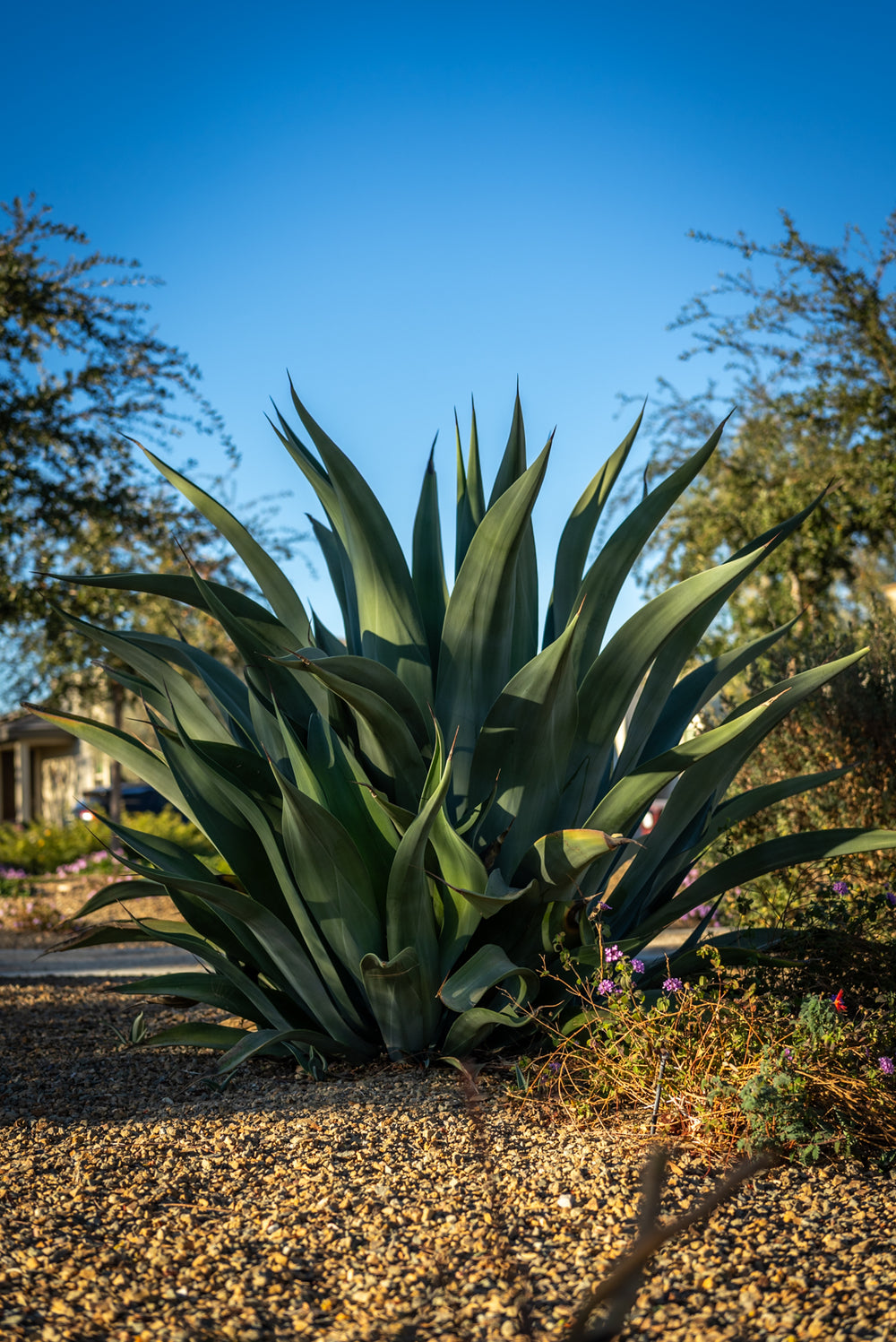 Agave Americana (Century Plant)