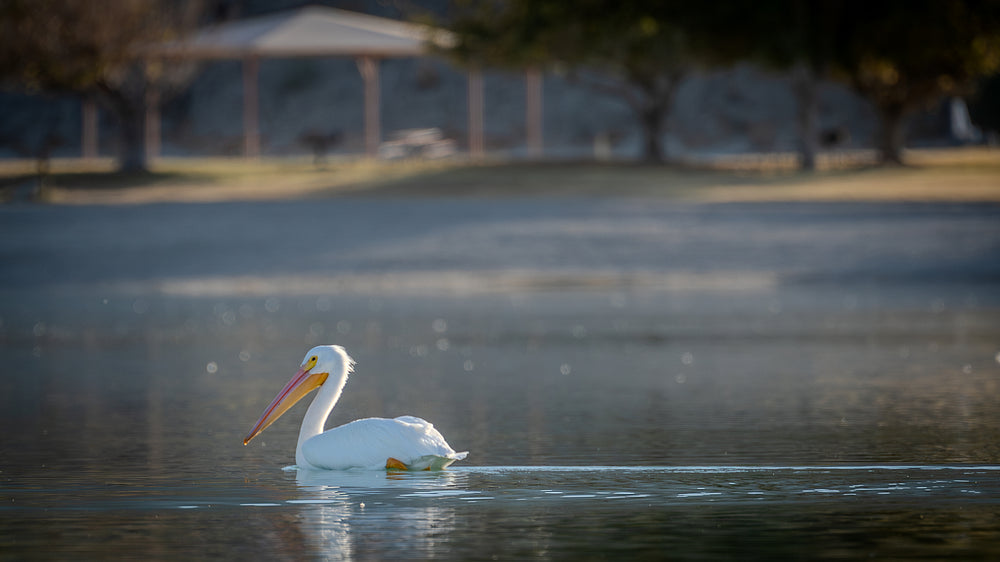 American White Pelican (Pelecanus erythrorhynchos)