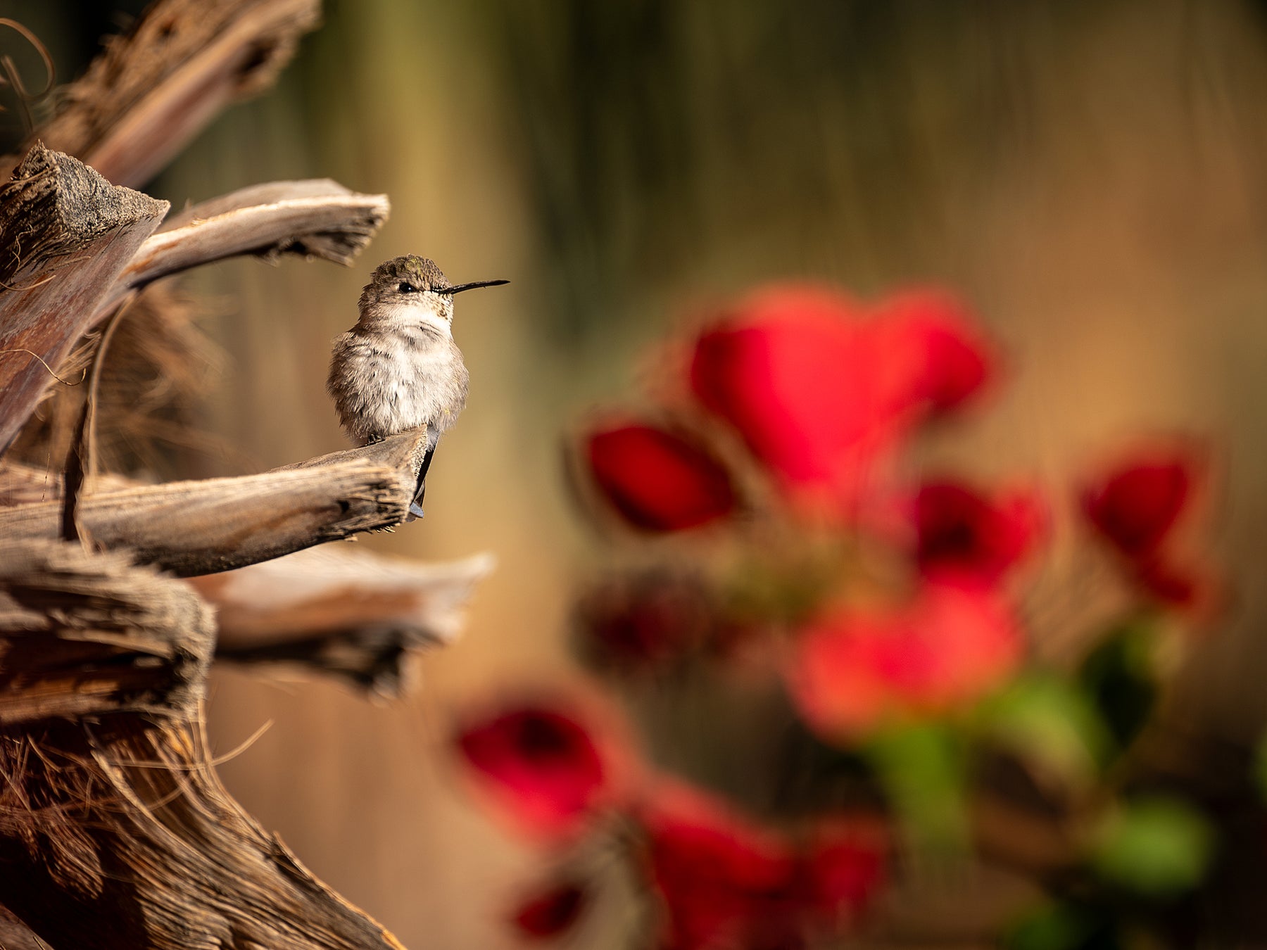 Anna's Hummingbird Birds Of The Desert Coachella Valley, CA