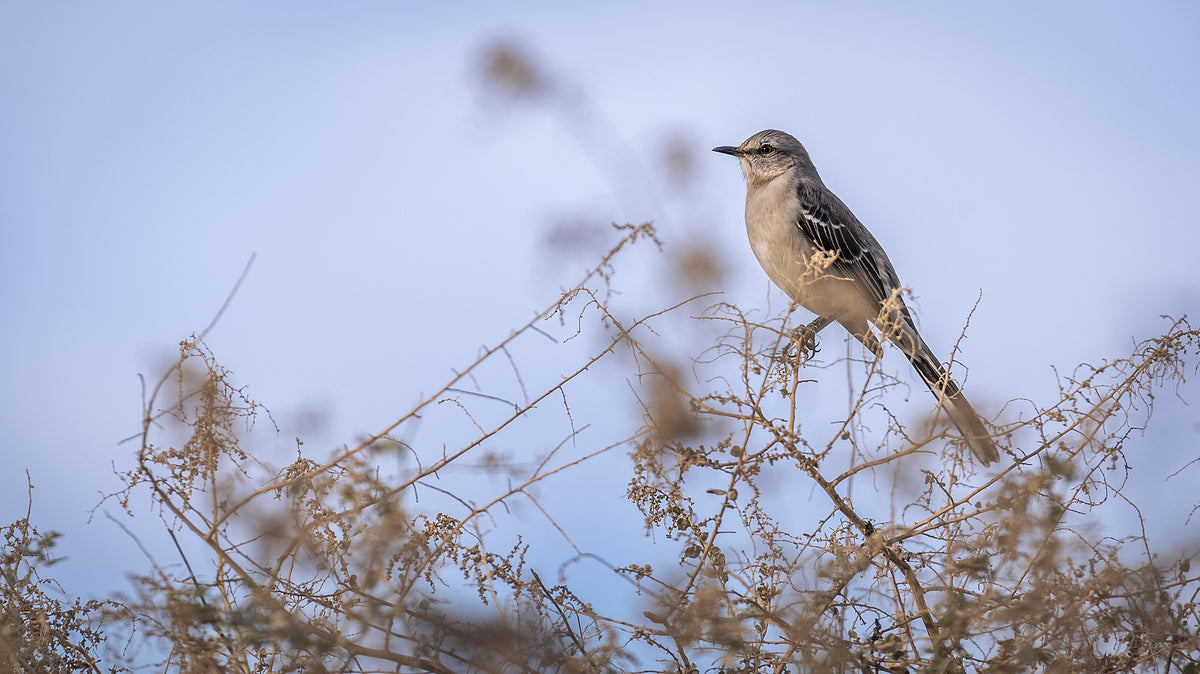 Northern Mockingbird