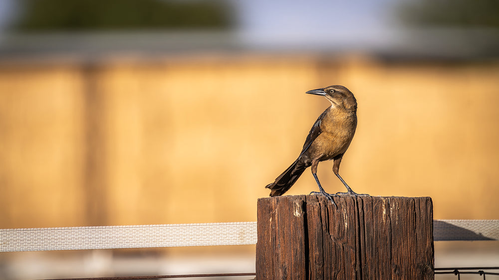 Great-tailed Grackle