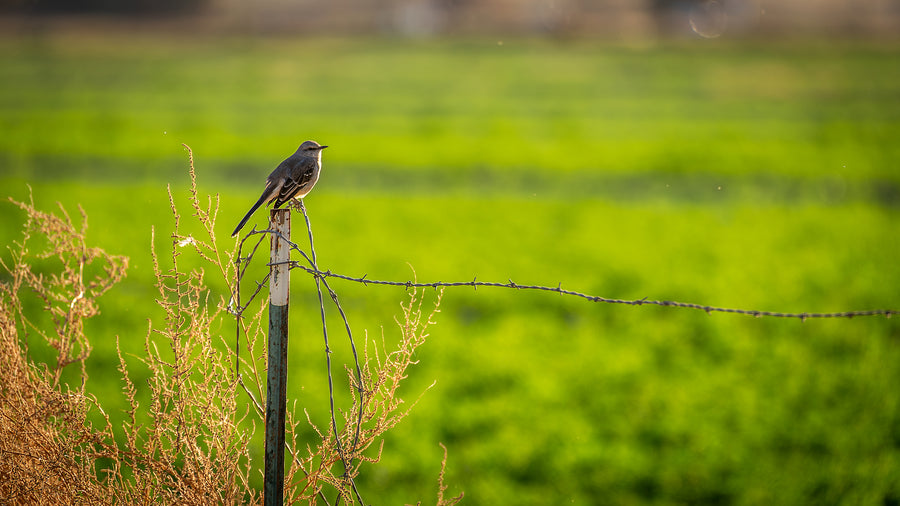 Northern Mockingbird