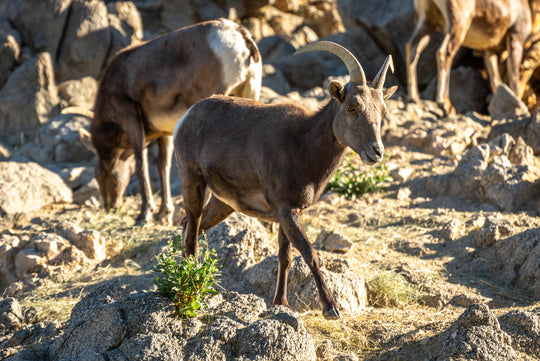 Bighorn Sheep 🐐