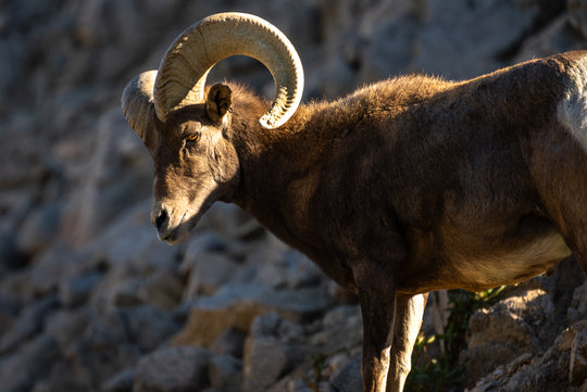 Bighorn Sheep 🐐