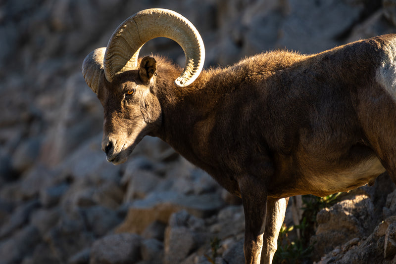 Bighorn Sheep