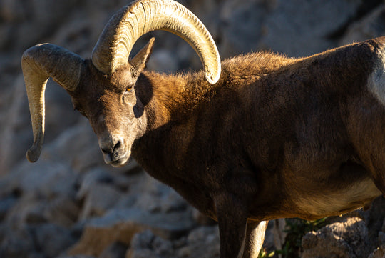 Bighorn Sheep 🐐