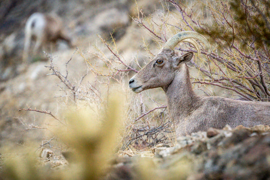 Bighorn Sheep 🐐