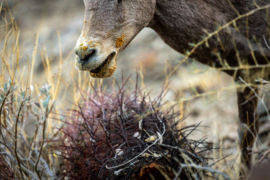 Bighorn Sheep 🐐