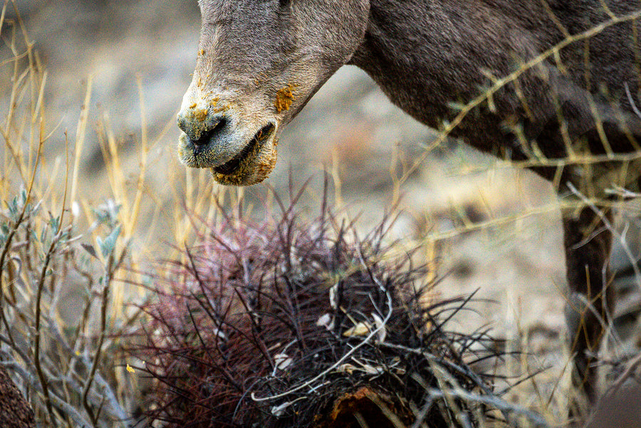 Peninsular bighorn sheep grazing beside a barrel cactus on the Art Smith Trail in Palm Desert