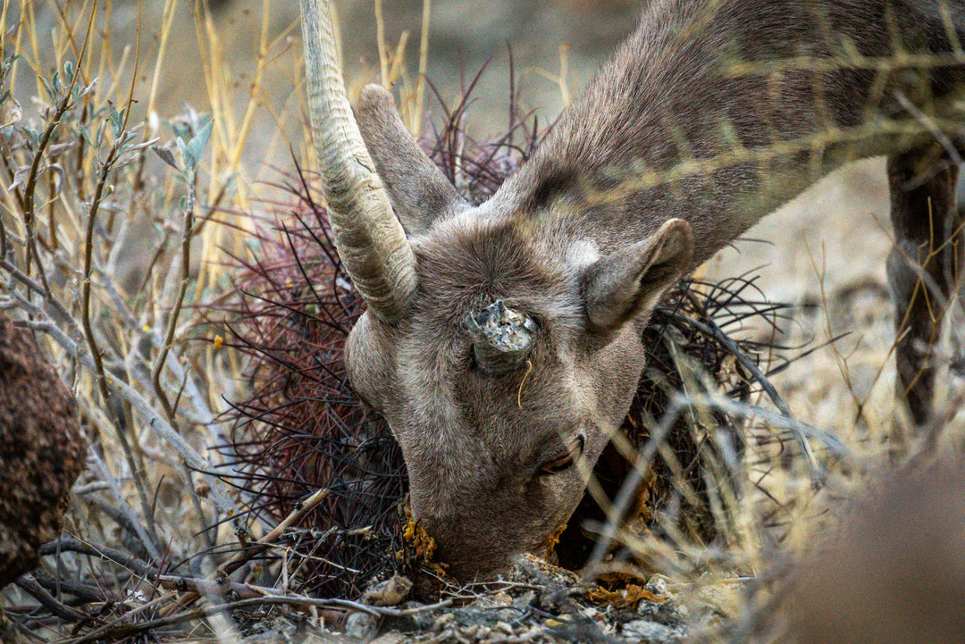 Bighorn Sheep 🐐