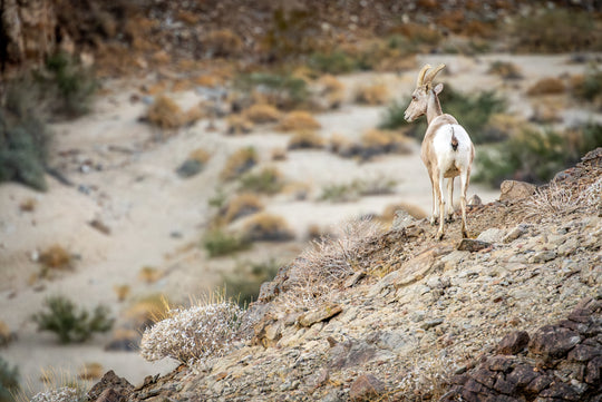 Bighorn Sheep 🐐