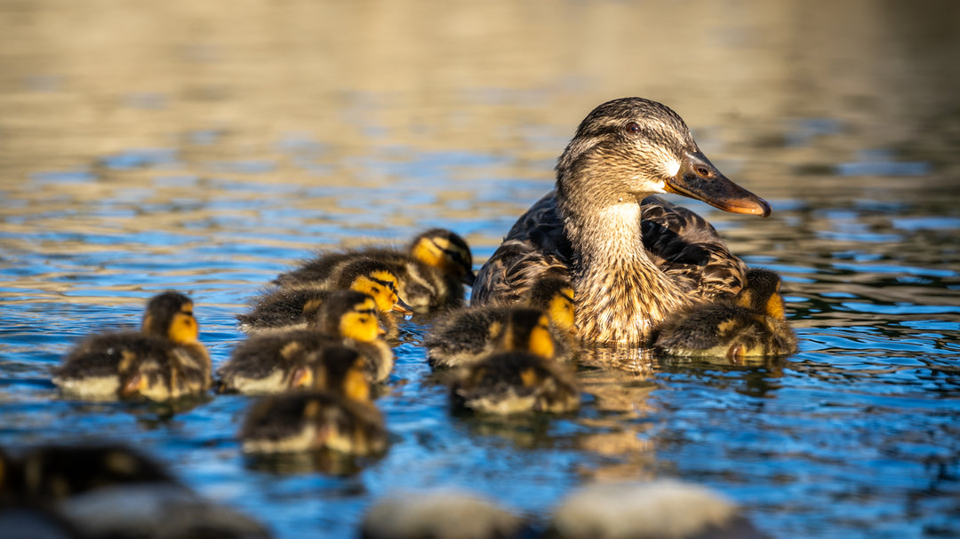 Mallard Duck