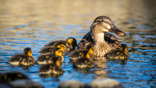 Mallard Duck