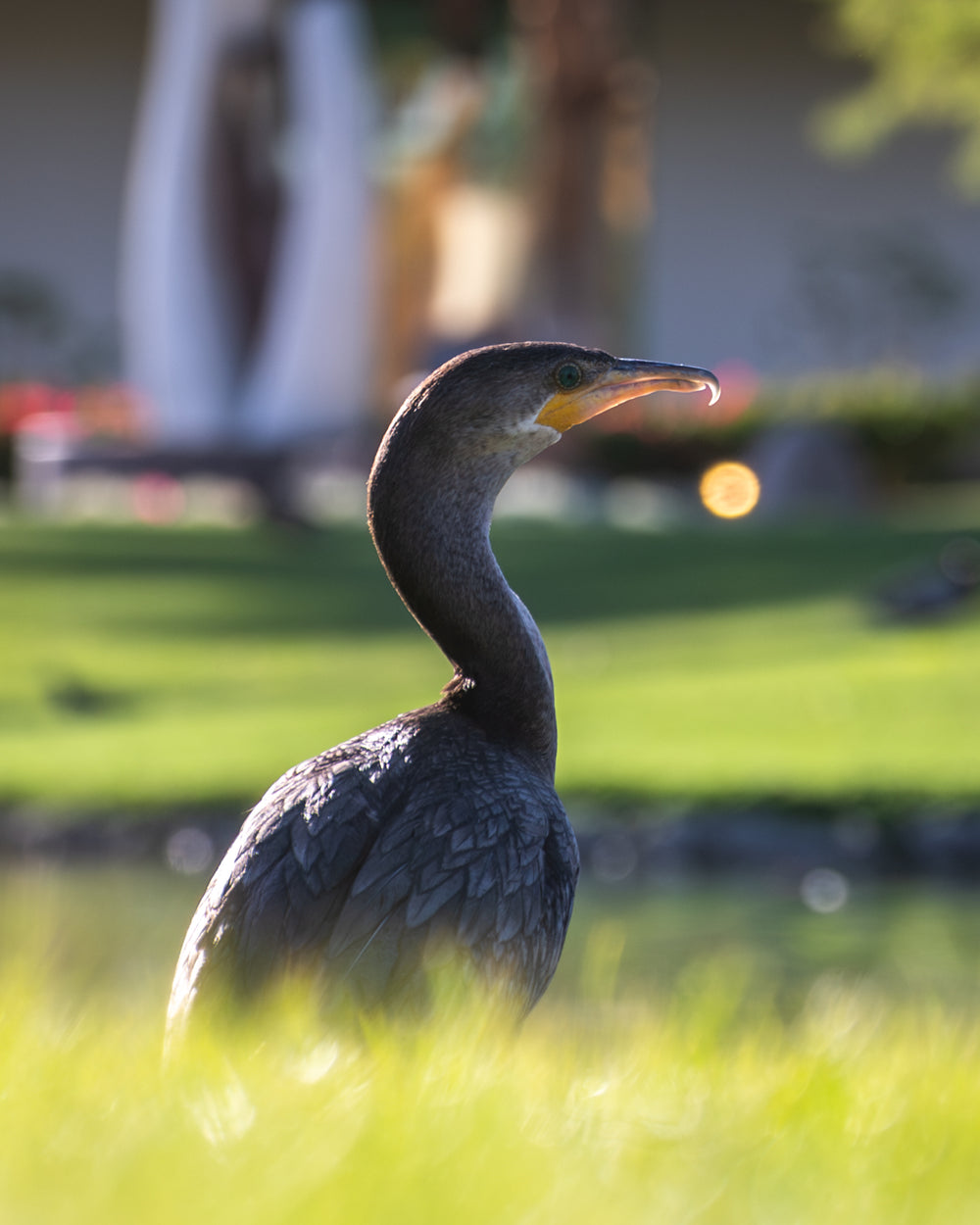 Double Crested Cormorant