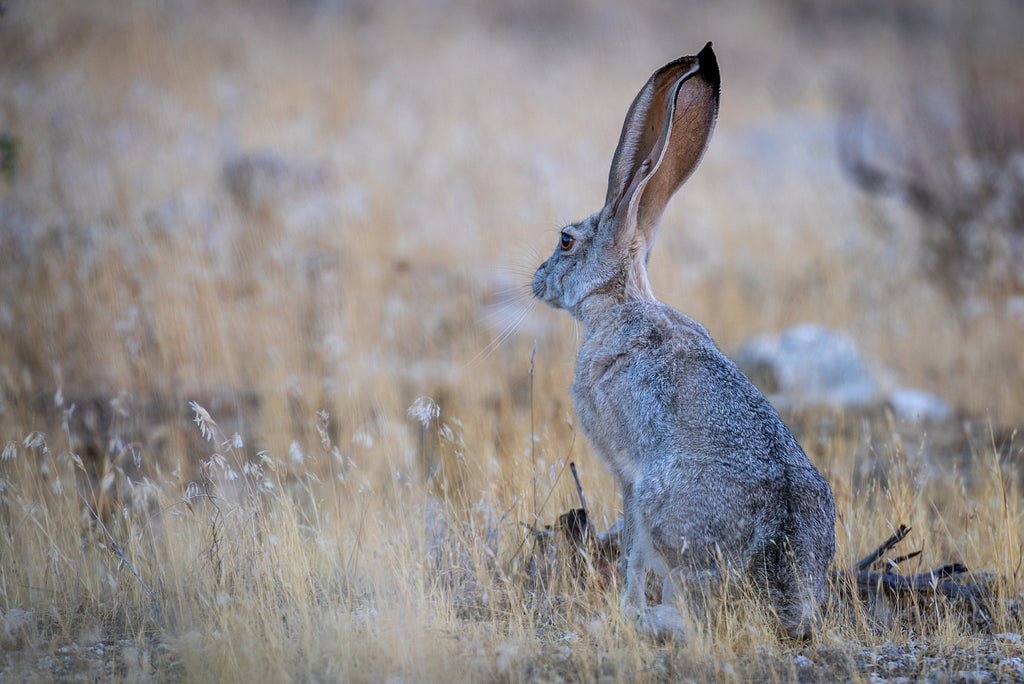 Black-tailed Jackrabbit | Wildlife - Coachella Valley, CA – Desert
