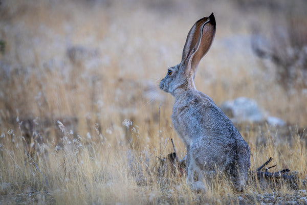 Black-tailed_Jackrabbit_grande