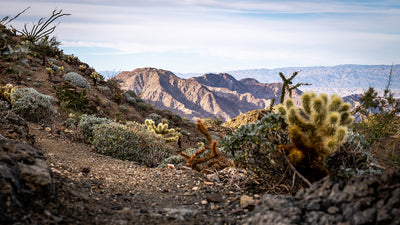 Cactus and desert plants on a rocky trail overlooking mountains and valleys in La Quinta, California.