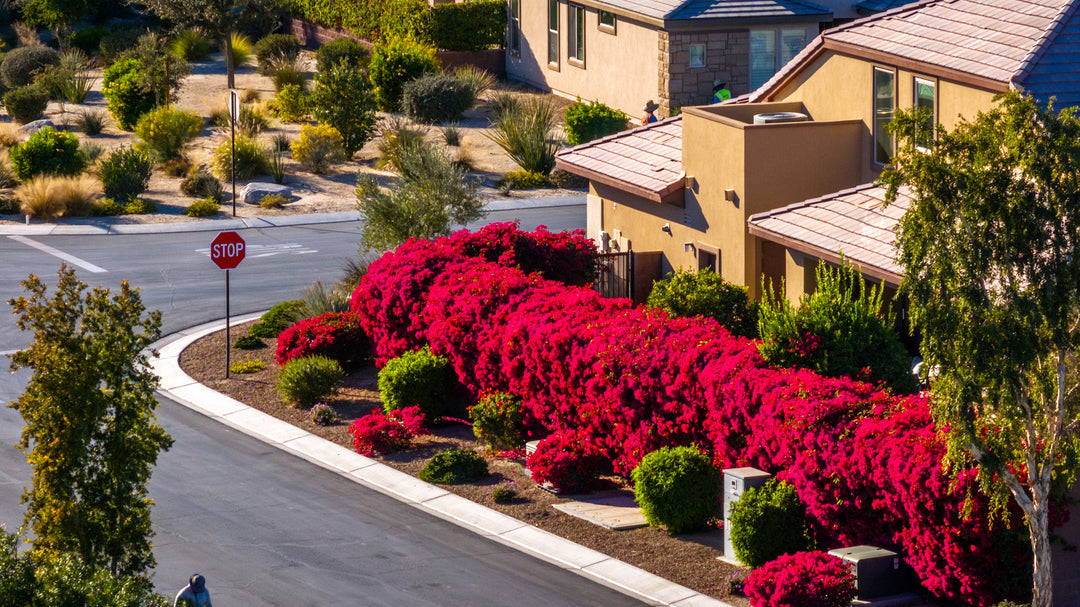 Bougainvillea