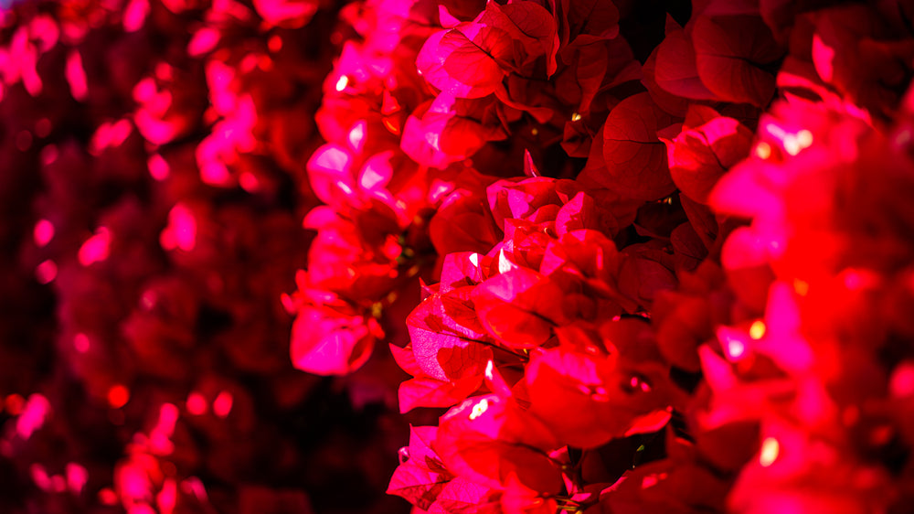 Bougainvillea