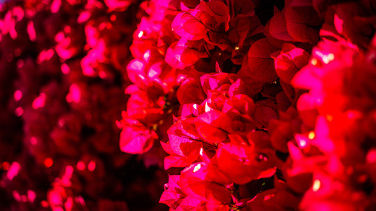 Bougainvillea