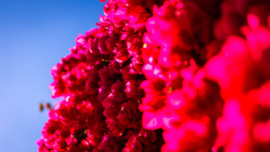 Bougainvillea