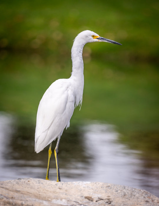 Snowy Egret