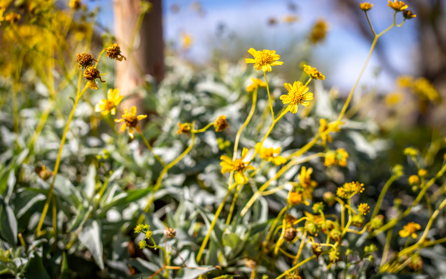Brittlebush in flower · La Quinta Cove · March 10, 2025
