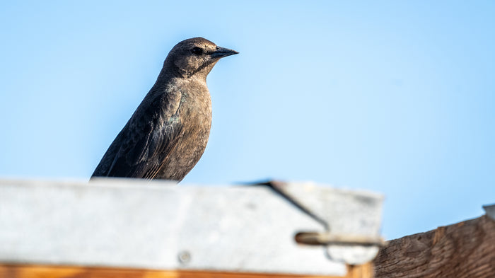 Brown-headed Cowbird