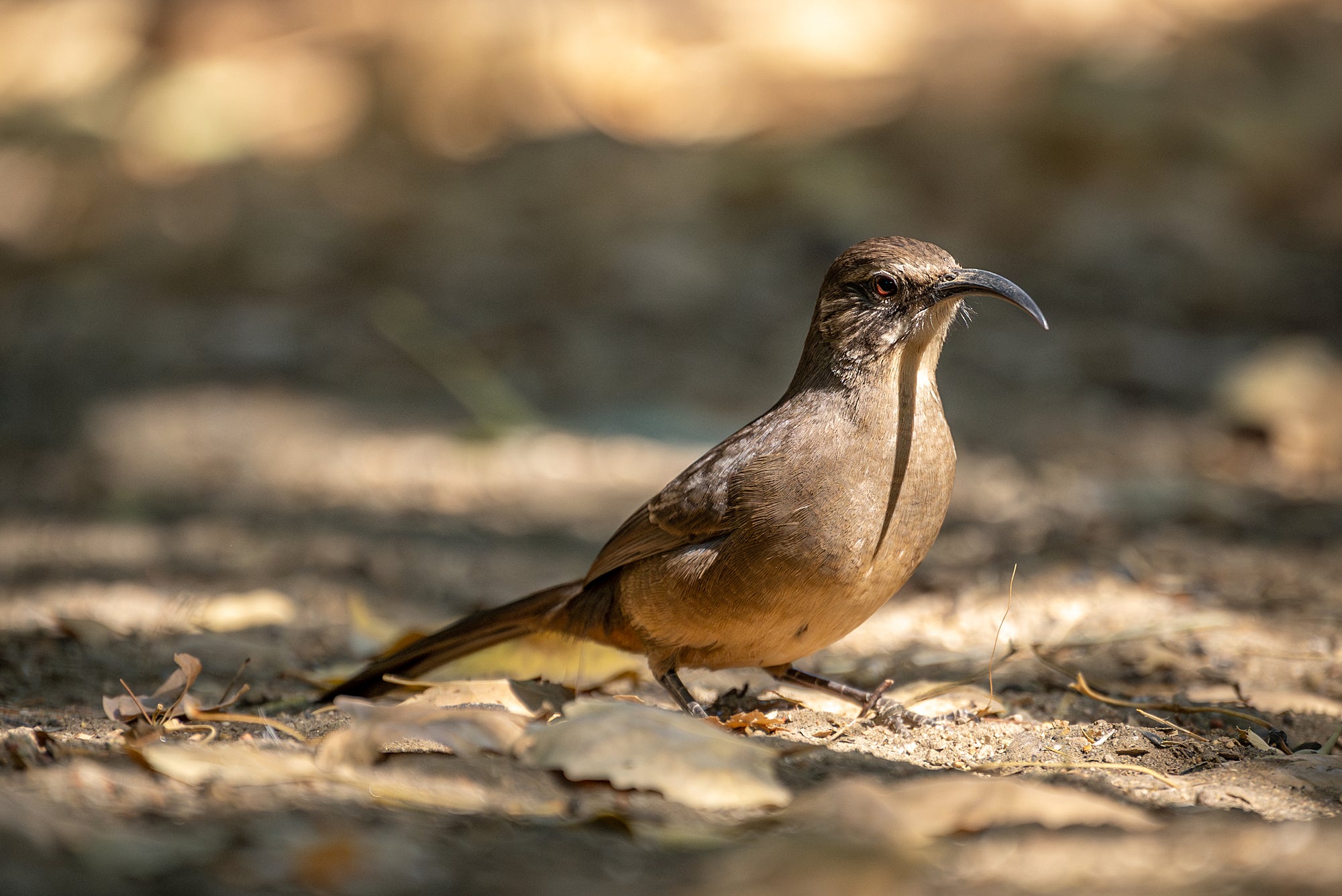 Thrasher Bird Brown Bird Thrasher Animal What Is A Thrasher New