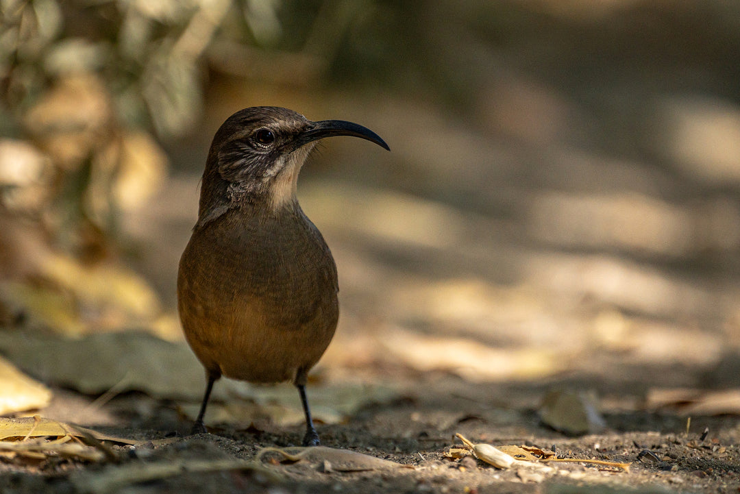 California Thrasher