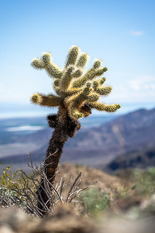 Teddy Bear Cholla 🧸