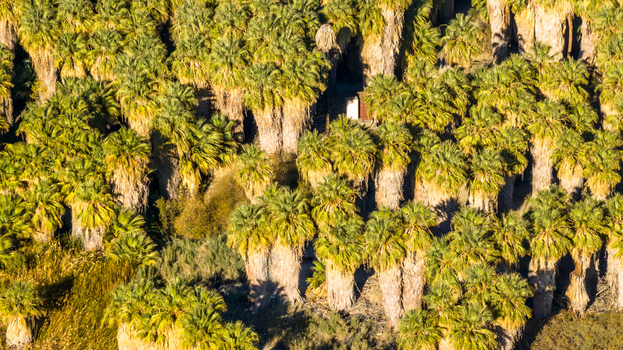 California Fan Palm
